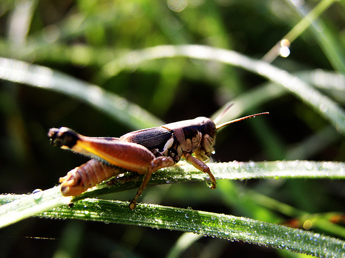 Cricket